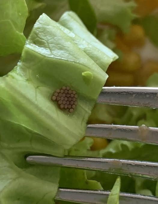 She Thought It Was Quinoa—Then She Looked Closer and Gagged